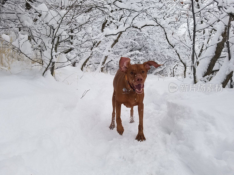 雪中快乐的狗