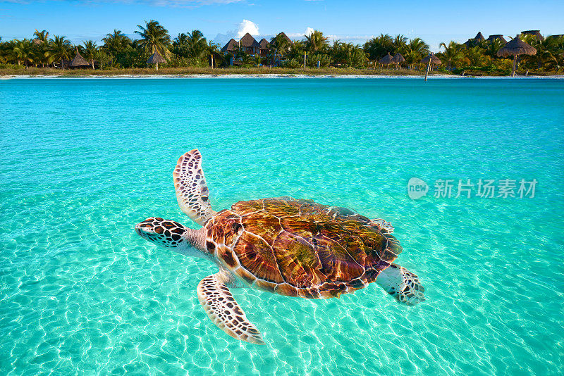 墨西哥Holbox岛的海龟照片