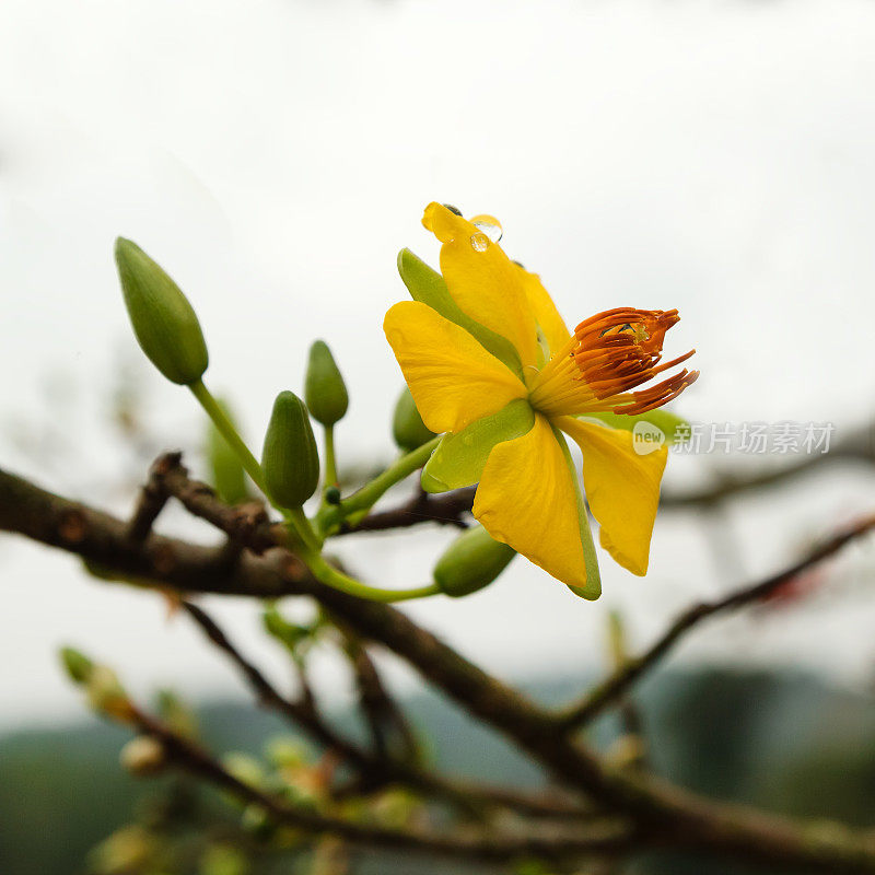开着桃花的黄花，带着雨滴。色调,越南。