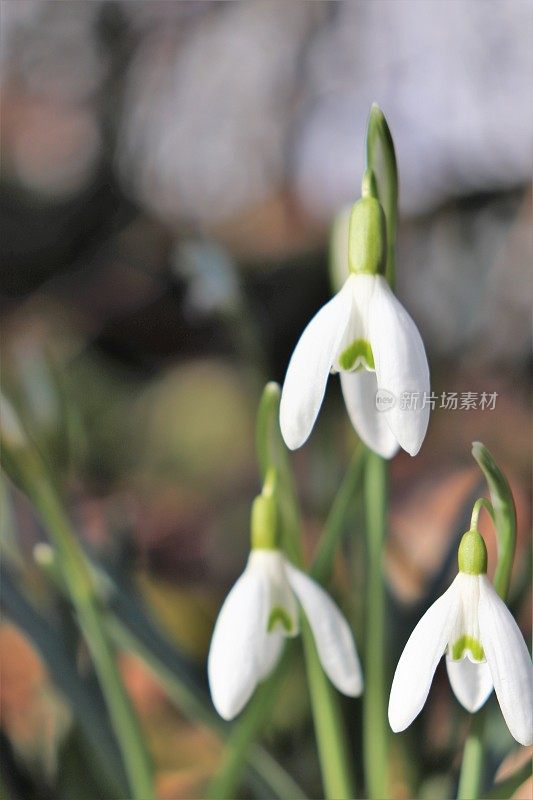 雪花莲在树林里