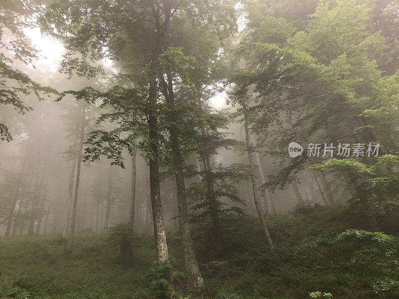 黑海的雾林景色