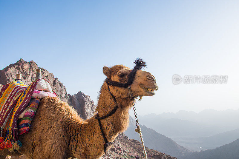 西奈山上的骆驼
