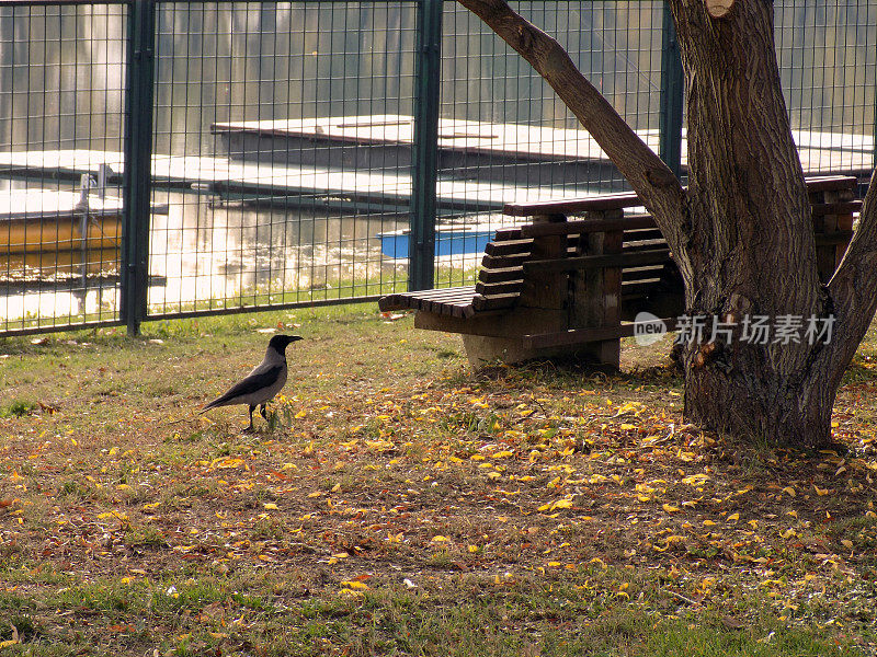 孤独的乌鸦走在城市公园的木凳上