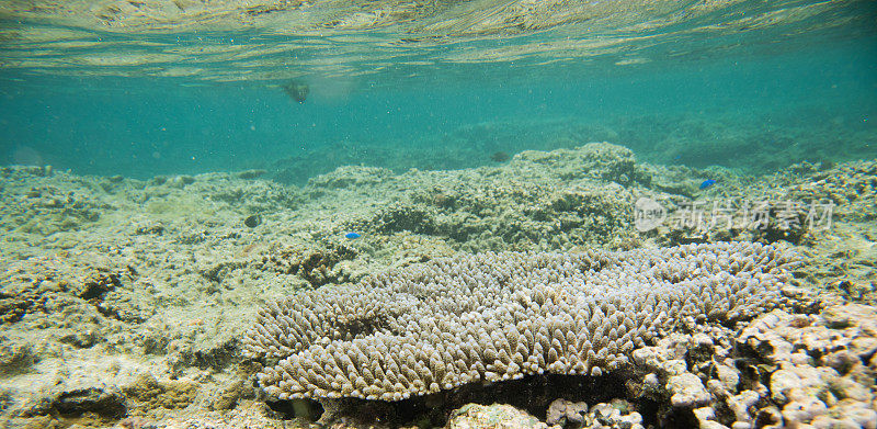 珊瑚的多样性