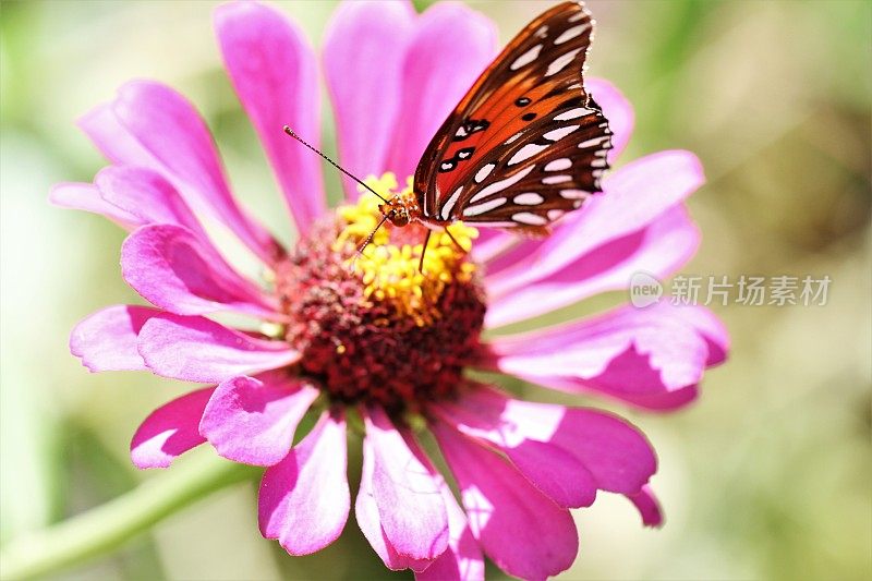 特写蝴蝶在粉红色百日菊与许多copyspace散焦背景