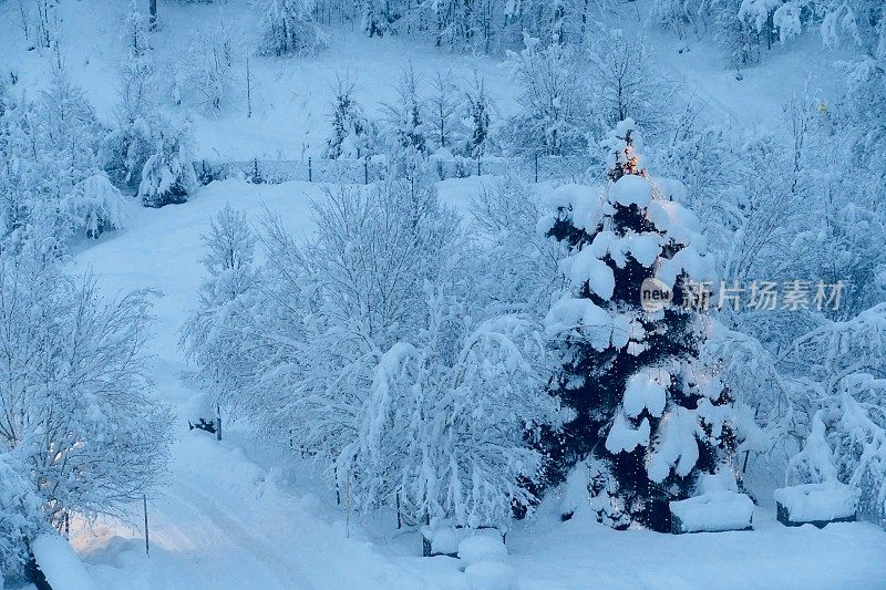 白雪覆盖的冬季景观和照亮的圣诞树