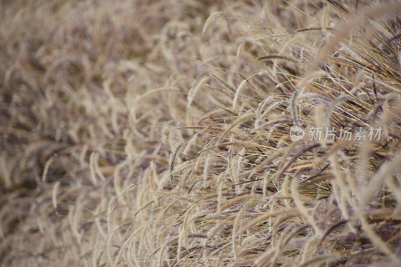 类似小麦的植物