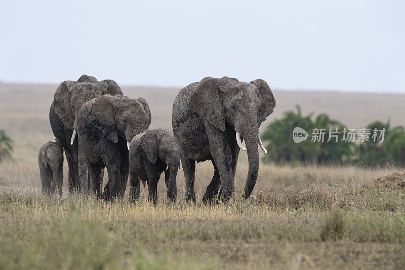 大象，非洲，坦桑尼亚，非洲，塞伦盖蒂国家公园。