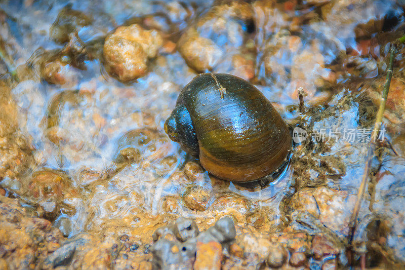金苹果蜗牛是一种从国外引进的外来物种。这一数字正在增加，并在泰国几乎所有地区蔓延。它是一种淡水软体动物，是水稻的主要敌人。