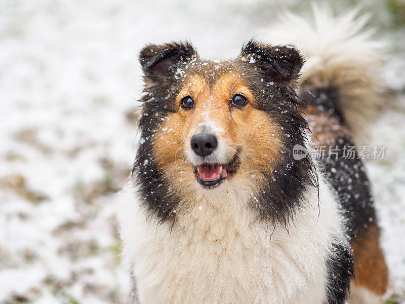 狗，设得兰牧羊犬，柯利牧羊犬，站在冬天的雪地上，覆盖着白雪。