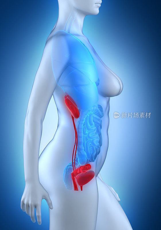 女性泌尿生殖器官解剖白色侧视图