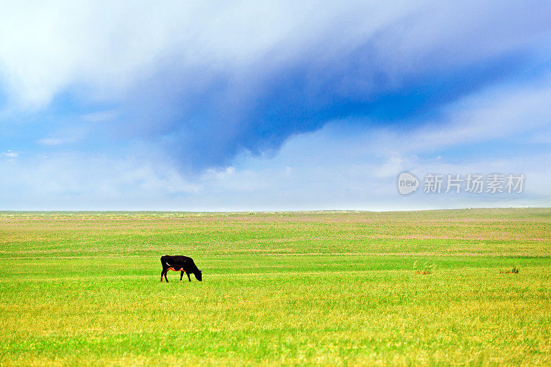 牛在广阔的草原上