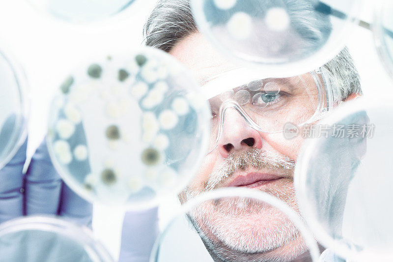 高级生命科学研究员嫁接细菌。