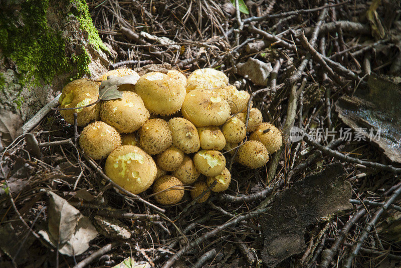 蜂蜜的真菌