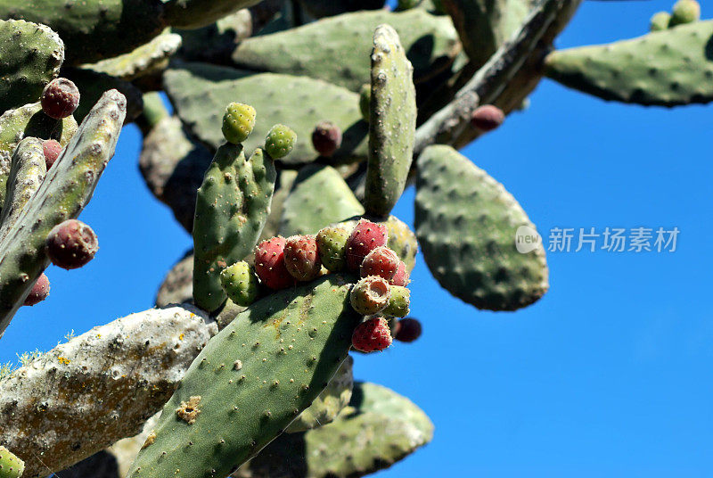 仙人球仙人掌