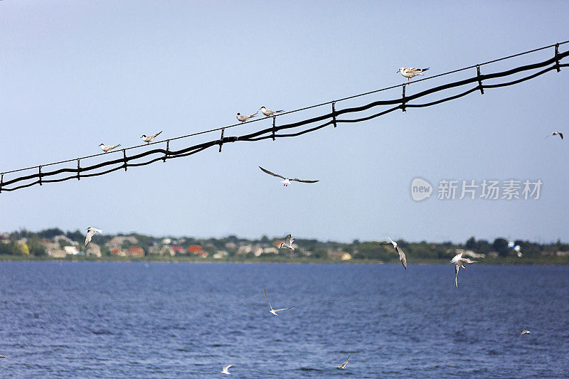 一排海鸥坐在电线上