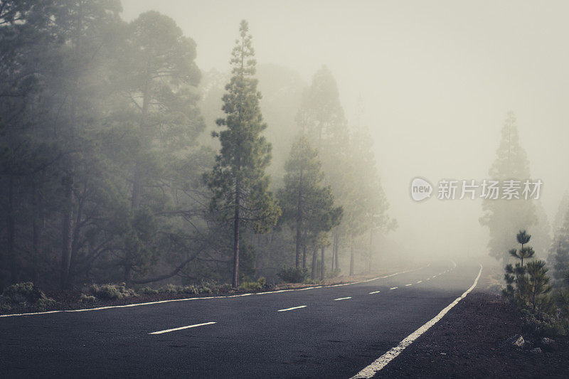 空旷的道路在雾蒙蒙的森林景观