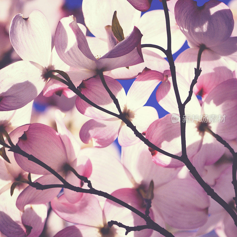 粉红色的山茱萸花在阳光的照射下