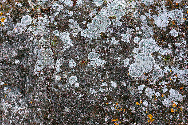 石纹苔