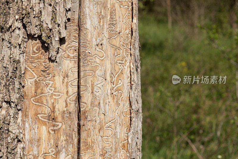 枯树树干显示翡翠白蜡虫幼虫的痕迹