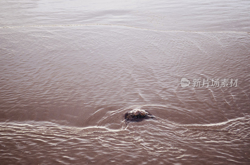 在沙滩上搁浅的水母