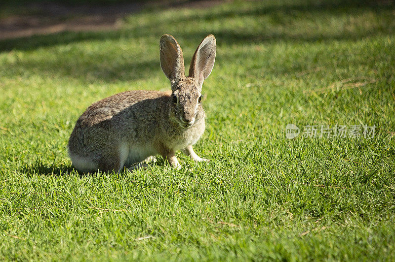 兔子在绿色的草地上