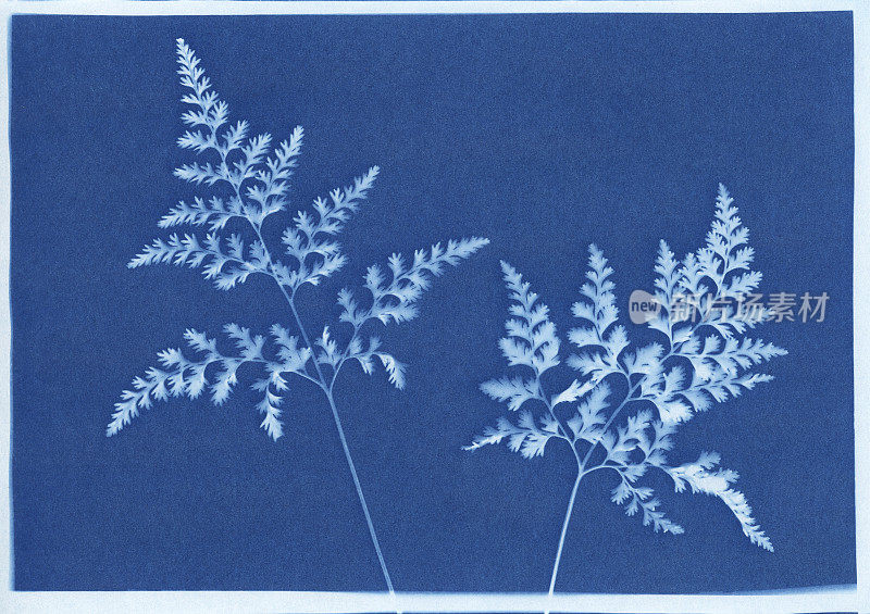 蕨类植物的青型