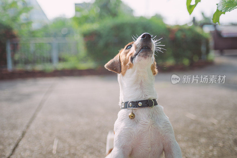 顽皮的杰克罗素梗狗在花园里玩耍