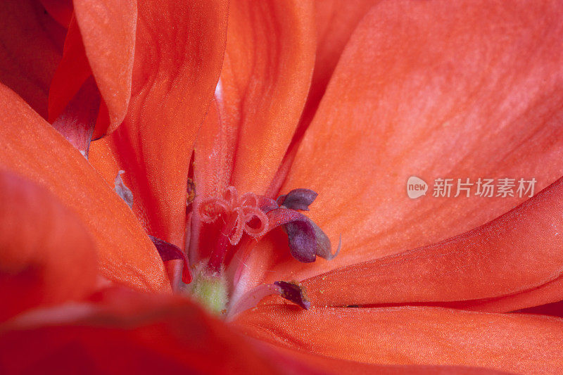 一张红色天竺葵花的花药和柱头的微距照片。