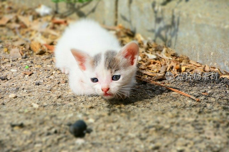 小猫