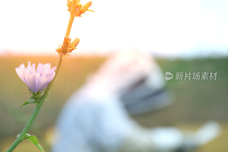 蜜蜂在花与养蜂人在背景