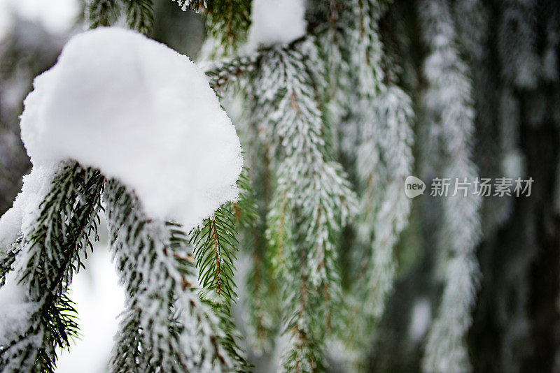 雪中的冷杉枝