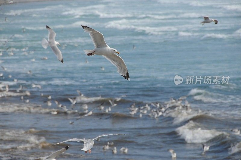 一群鲱鱼海鸥，泽西岛。