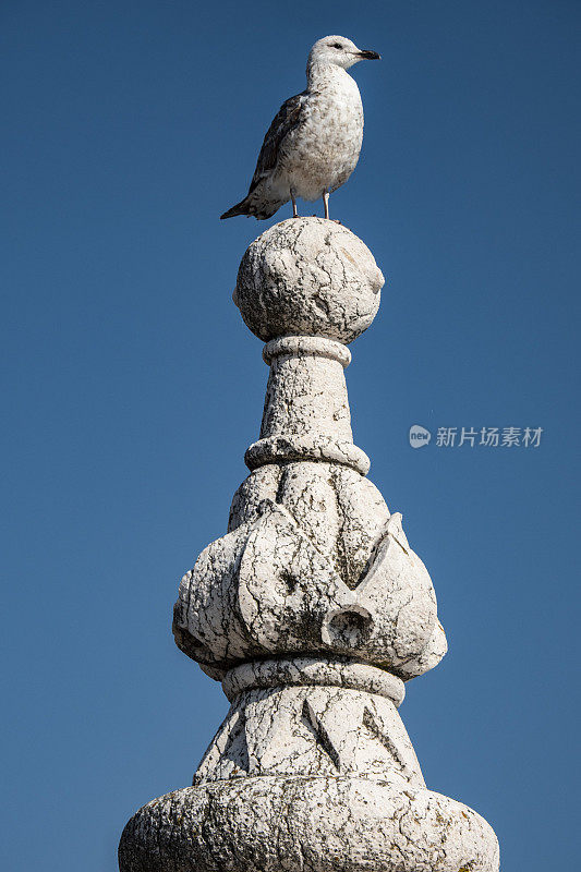 海鸥站在里斯本贝伦塔的柱子上