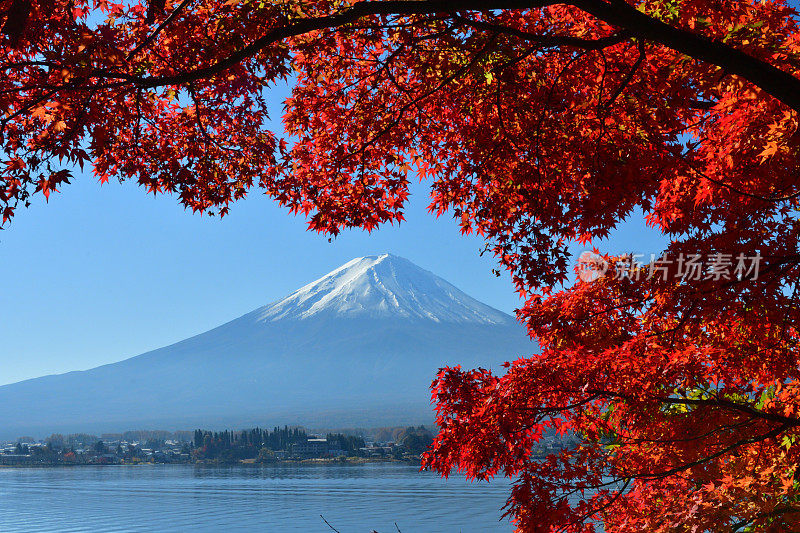 日本富士五湖地区的富士山和秋叶