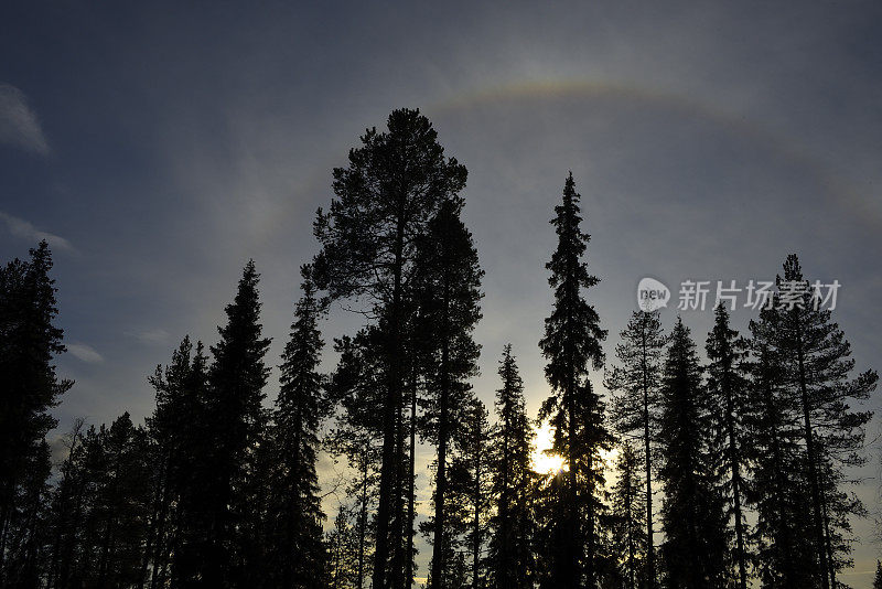 日落时分斯堪的纳维亚森林里的光环