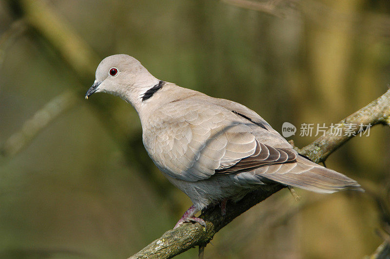 局部链球菌(decaocto链球菌)