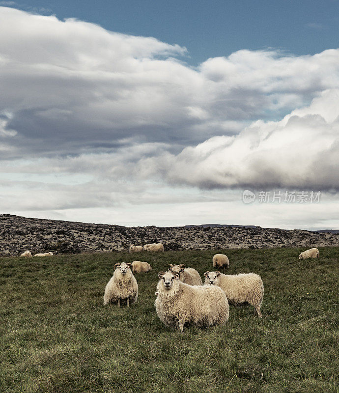 羊在冰岛的Snaefellsnes农场吃草