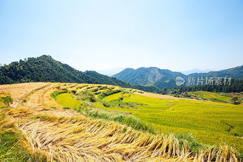 美丽的梯田景观