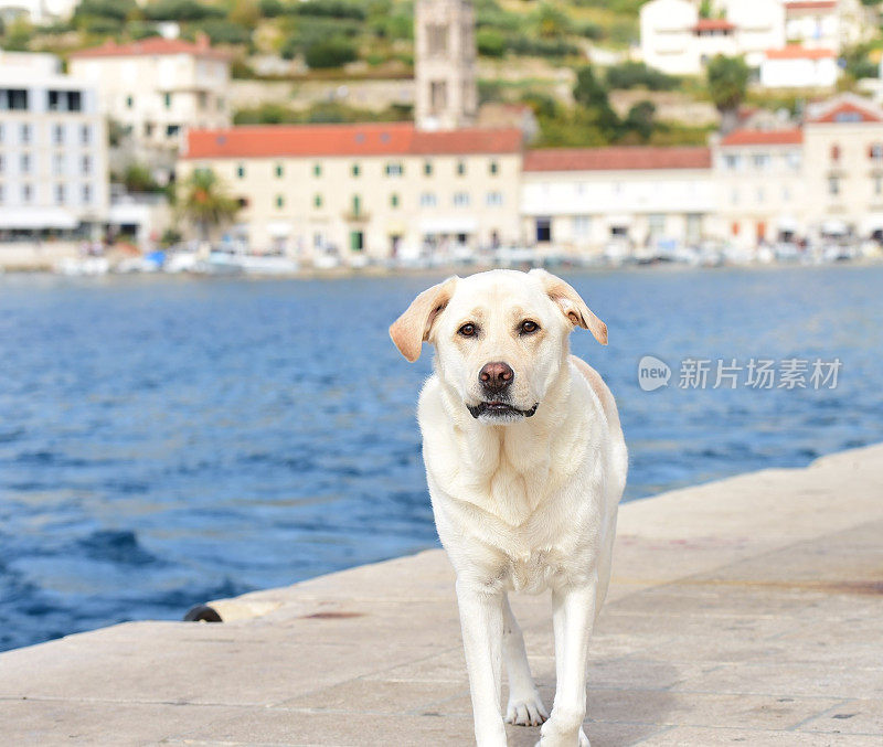 克罗地亚的拉布拉多寻回犬