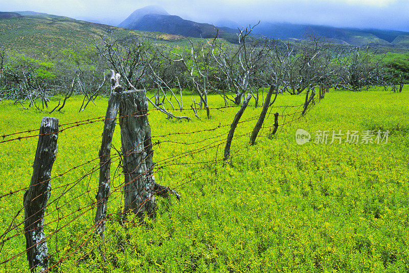 夏威夷的莫洛凯岛