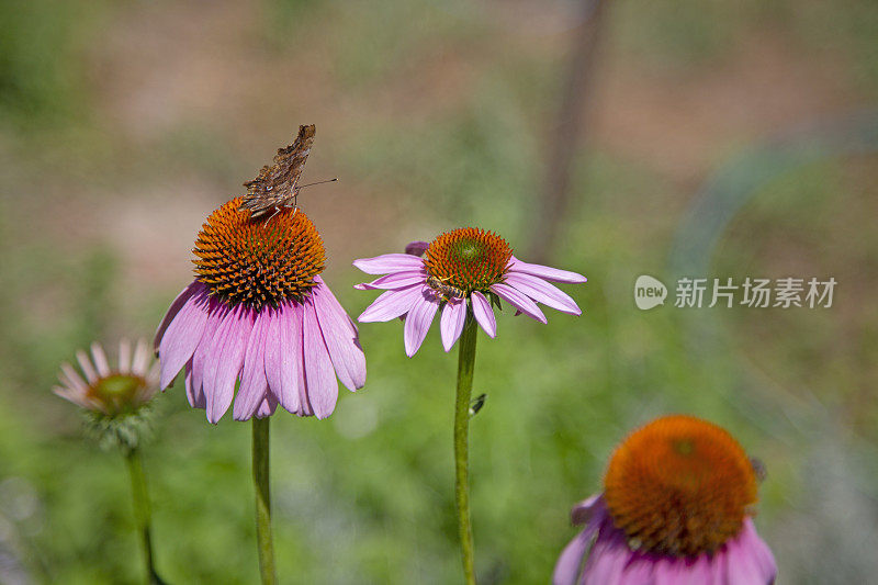 紫锥菊，蛾和黄蜂