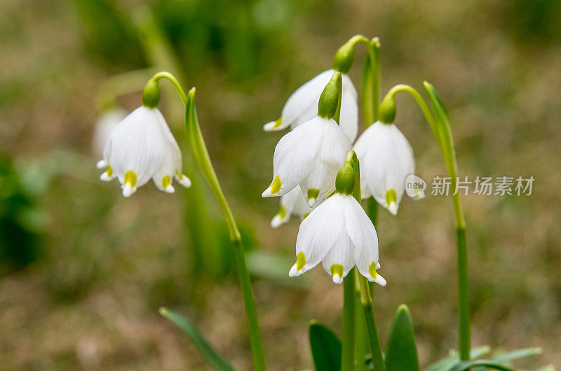 夏天的雪花