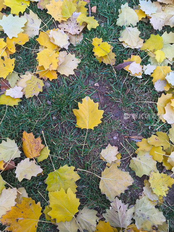 秋天地上的黄叶
