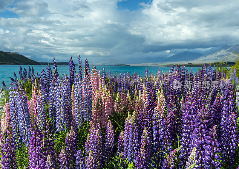 新西兰特卡波湖的Lupins