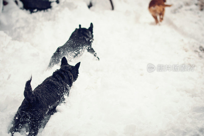 玩雪