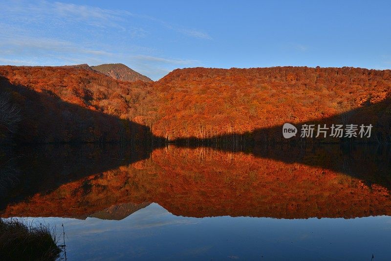 日本东北部和田市秋季沼泽的光影