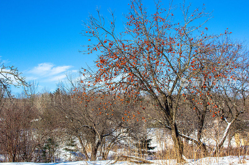 冬天一棵光秃秃的树上的冷冻苹果
