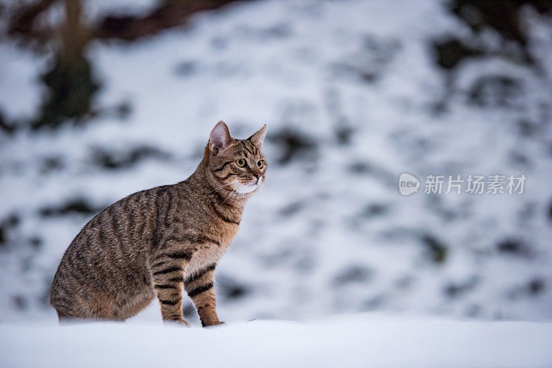 大自然中下雪天的小条纹猫。