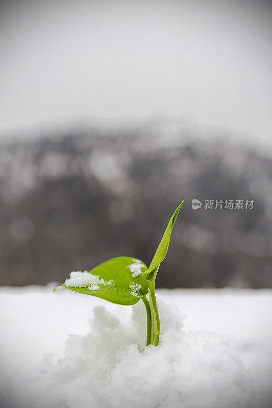 新生命在雪中生长